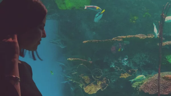 Bild von Aquarium versenden